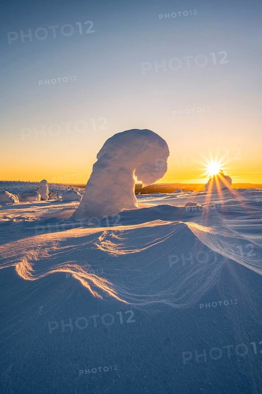 Snowed-in trees, winter landscape, Riisitunturi National Park, Posio, Lapland, Finland