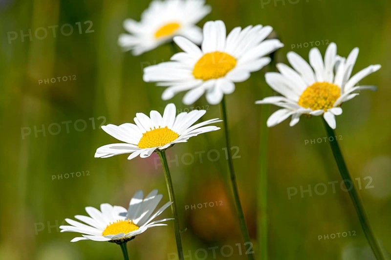 Flowering daisies (Leucanthemum) and grasses in a wild, natural flower meadow, Germany