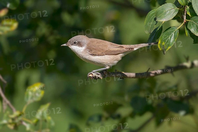 Lesser Whitethroat (Sylvia curruca) perched on a branch, Aosta Valley, Italy