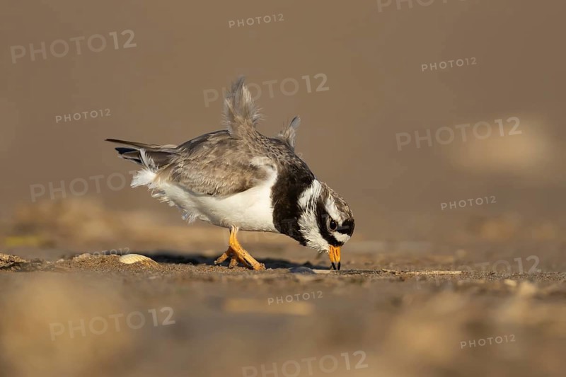 Ringed plover (Charadrius hiaticula) adult wading bird feeding on a beach, Norfolk, England, United Kingdom