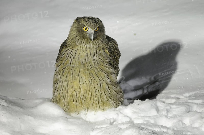 Blakiston's Fish Owl (Bubo blakistoni), Hokkaido, Japan
