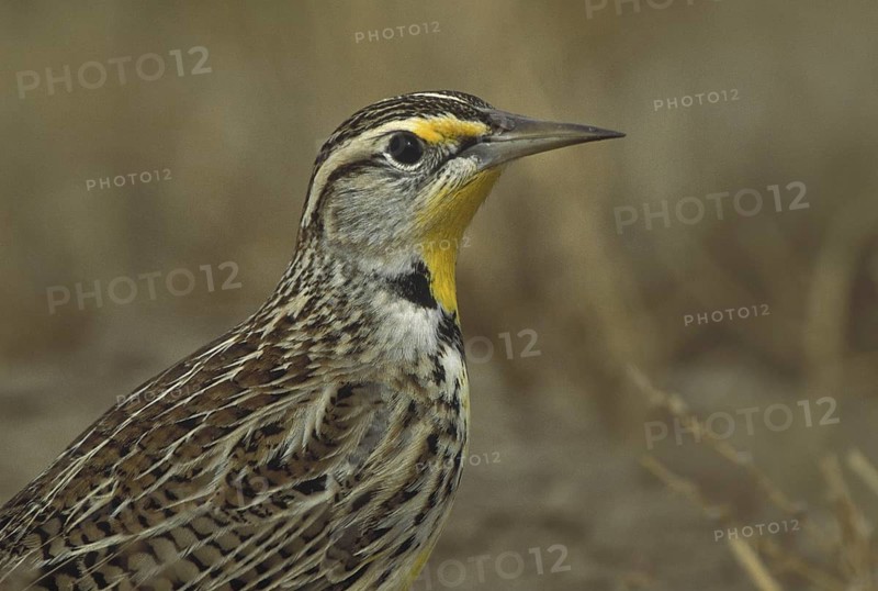 Eastern Meadowlark (Sturnella magna), New Mexico, USA