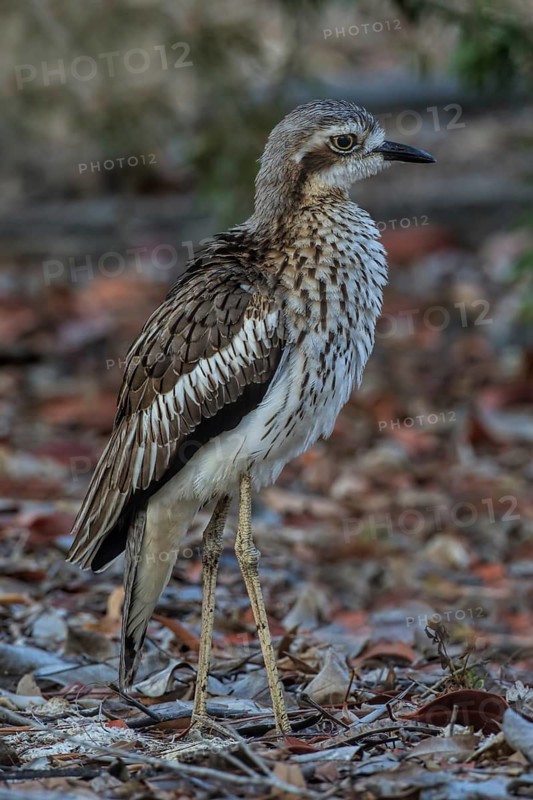 Bush Stone-curlew (Burhinus grallarius), Queensland, Australia