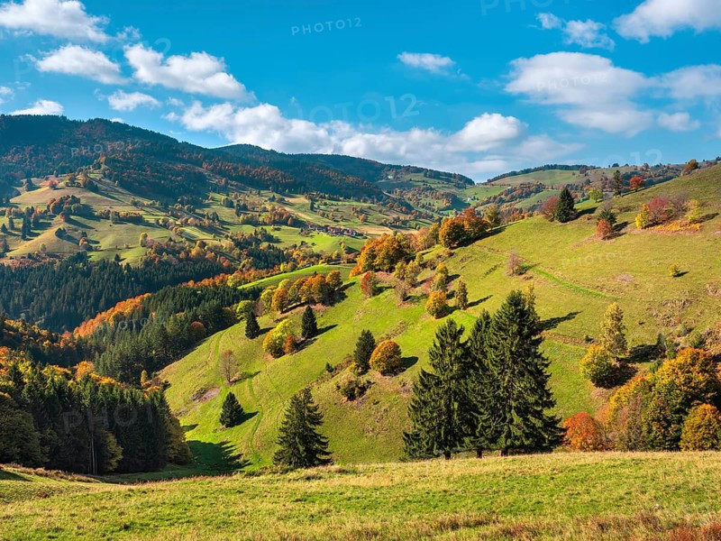 View of typical Black Forest landscape with steep meadows and forests near Wieden, trees in full autumn colors, blue sky with cumulus clouds, Black Forest, Baden-Württemberg, Germany