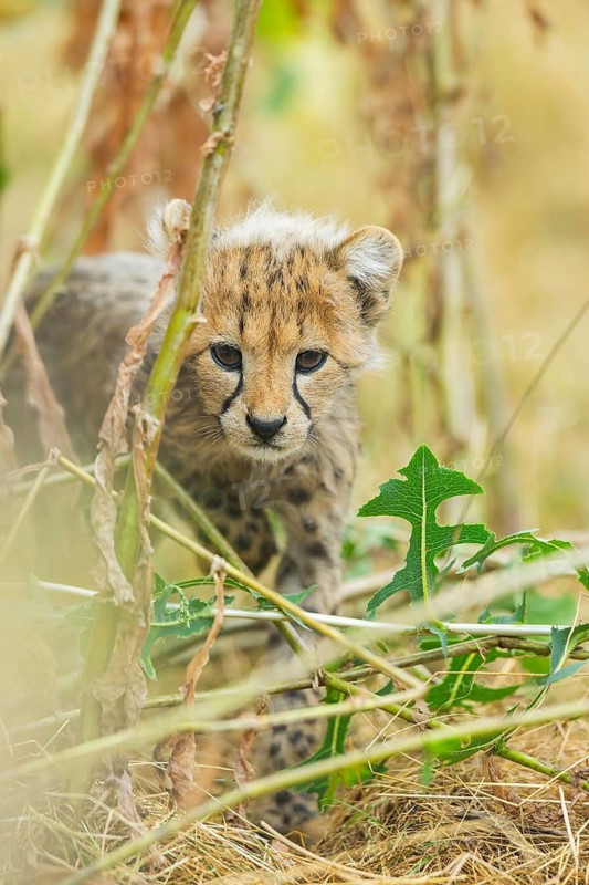 Cheetah (Acinonyx jubatus) youngster walking on a meadow, captive, occurrence Africa