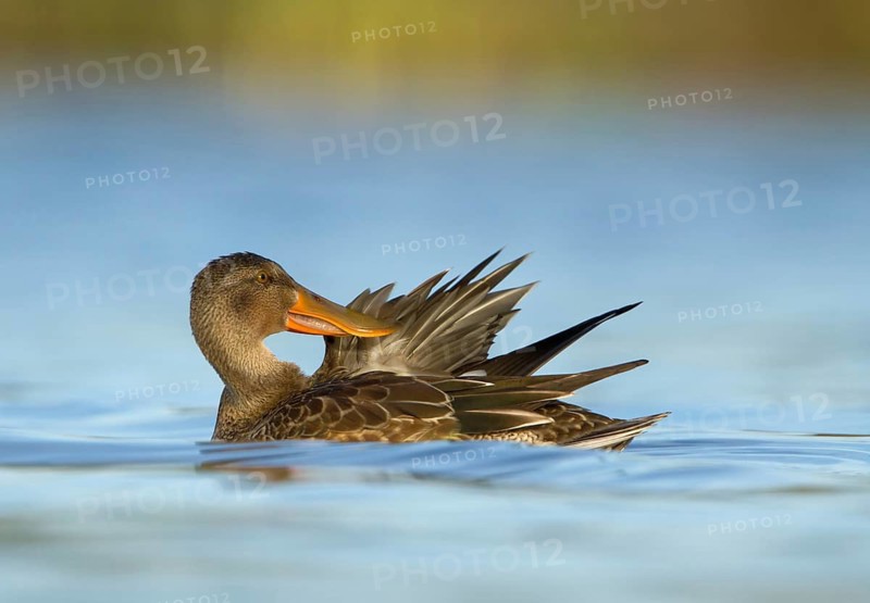 Northern Shoveler (Spatula clypeata) female, Utrecht, Netherlands