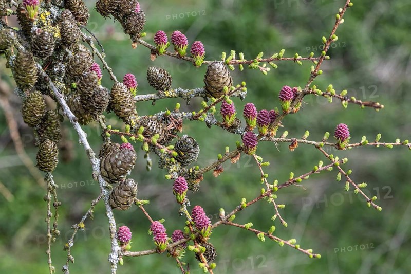 Larch (Larix decidua), blossoms, Emsland, Lower Saxony, Germany