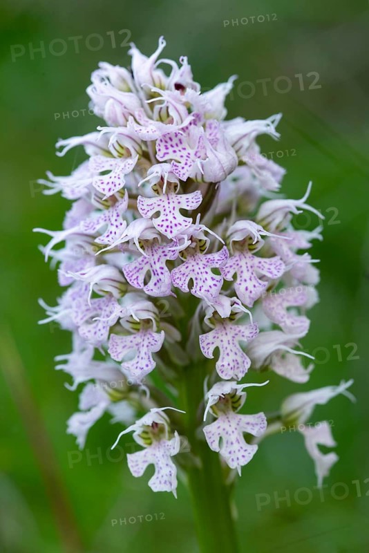 Exquisite close-up of the Orchis conica, showcasing its detailed purple and white flowers against a soft green background