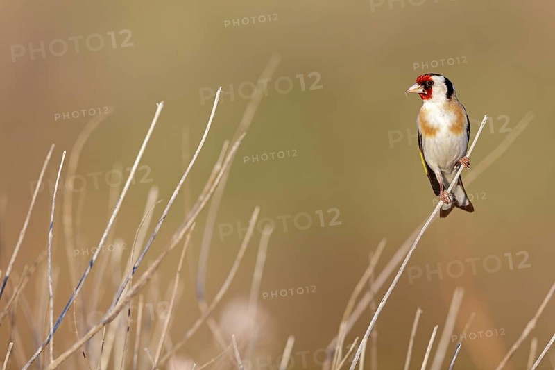 Goldfinch, goldfinch, (Carduelis carduelis), songbird, perch, finch family, perch, biotope, habitat, Lesvos, Greece