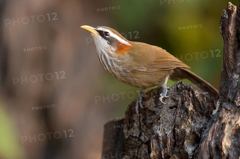 Streak-breasted Scimitar Babbler (Pomatorhinus ruficollis), Yunnan, China