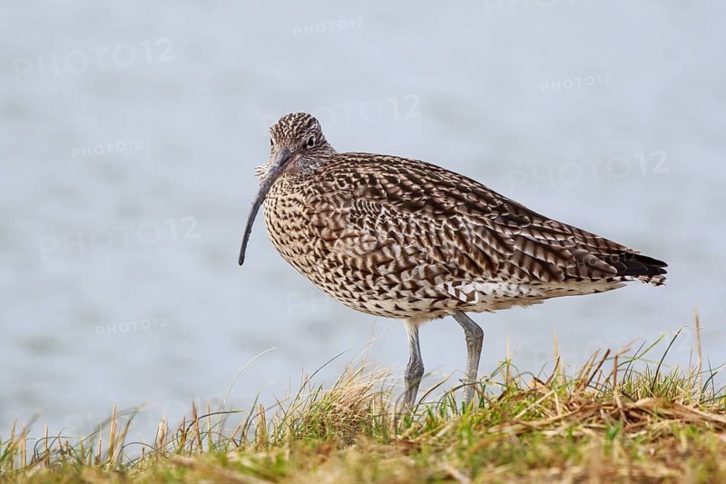 Eurasian Curlew (Numenius arquata), Netherlands