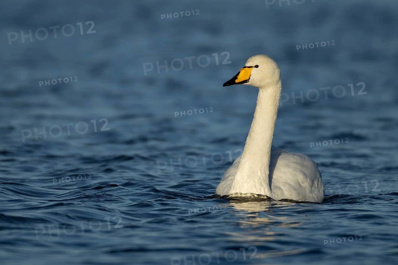 Whooper swan (Cygnus cygnus) adult bird on water of a lake, England, United Kingdom