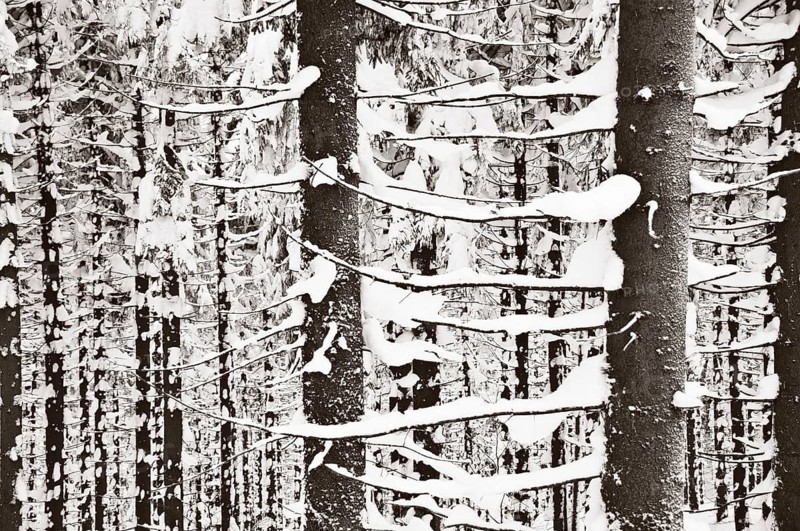 Snow-covered trees in a dense forest in Poland