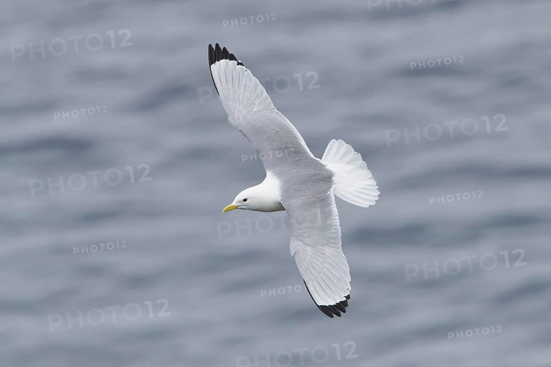Black-legged Kittiwake : Grimsey Island : Iceland