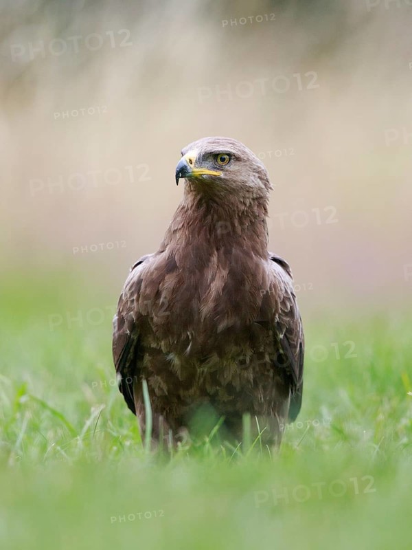 Lesser Spotted Eagle (Clanga pomarina) on grassland, Poland