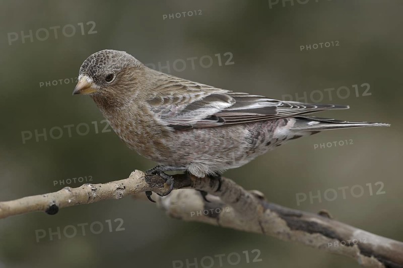 Brown-capped Rosy Finch (Leucosticte australis), New Mexico, USA