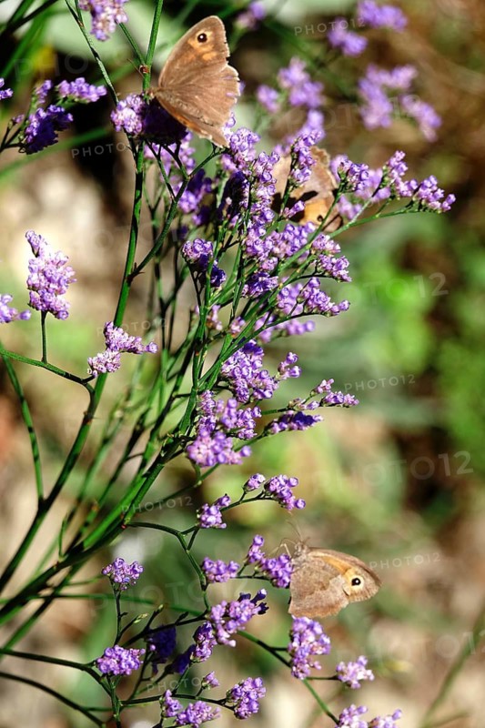 Butterfly ox-eye, summer, Saxony, Germany