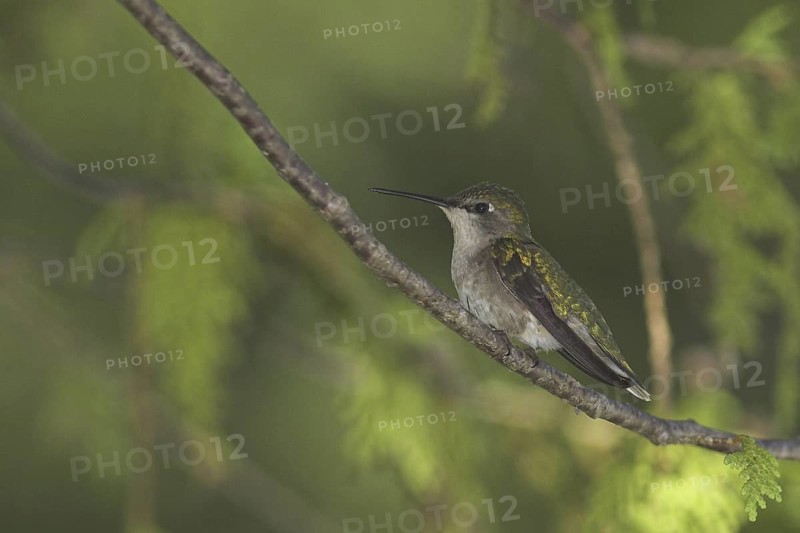 Ruby-throated Hummingbird (Archilochus colubris), Ontario, Canada