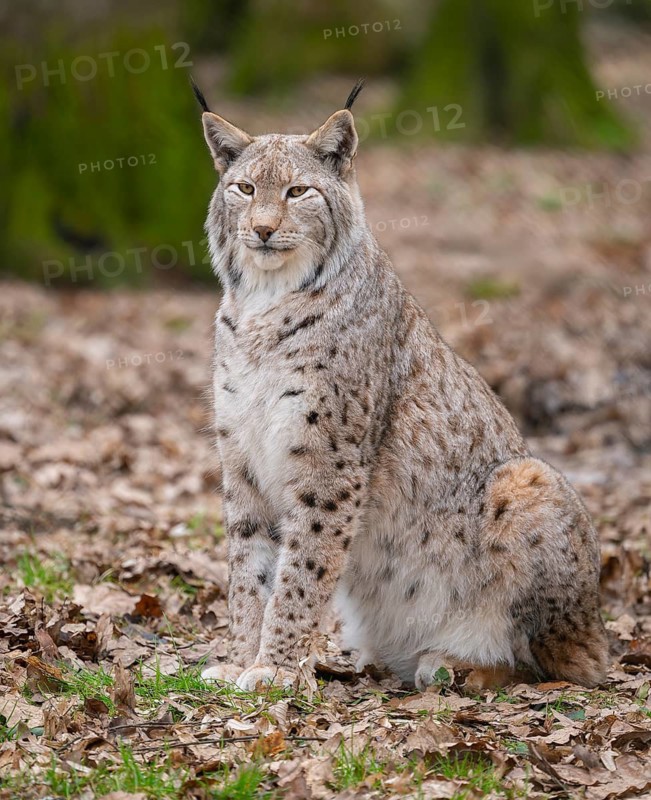 Lynx (Lynx lynx) sits on the forest floor and looks attentively, Germany