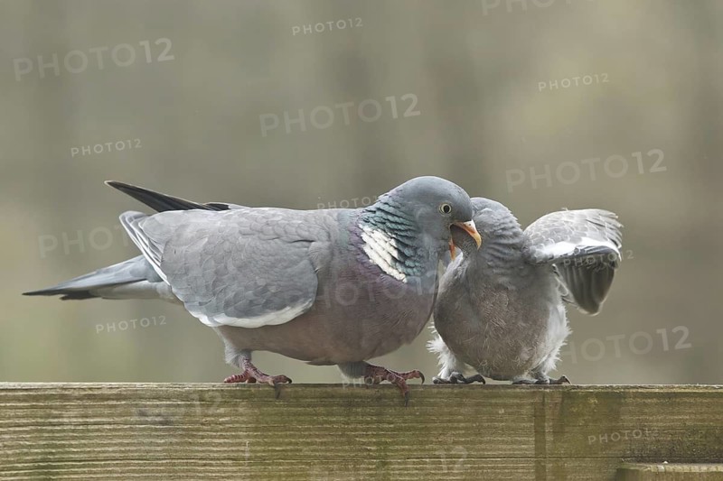 Common Wood Pigeon (Columba palumbus) juvenile, Rhineland-Palatinate, Germany
