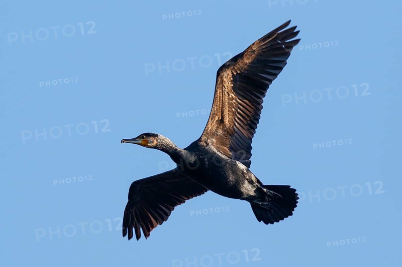 Great Cormorant (Phalacrocorax carbo) flying, Netherlands