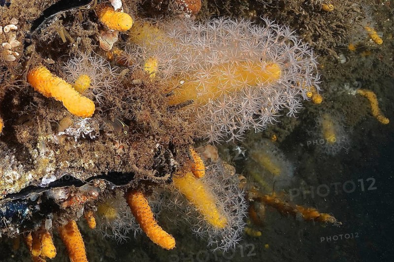 Dead man's finger (Leutherobia aurea)