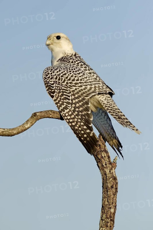 Gyrfalcon (Falco rusticolus), Florida, USA