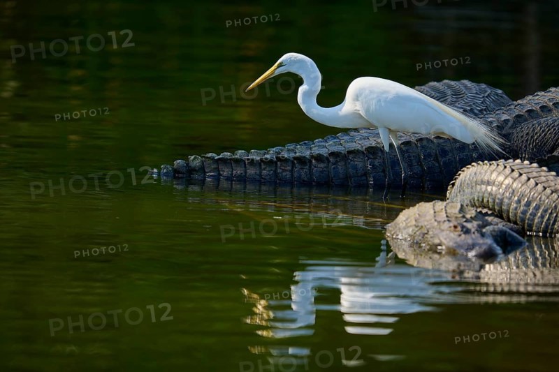 A white heron balancing on an alligator in the water, the scene appears peaceful, Great Egret (Egretta alba), American Alligator (Alligator mississippiensis), Orlando, Florida, USA