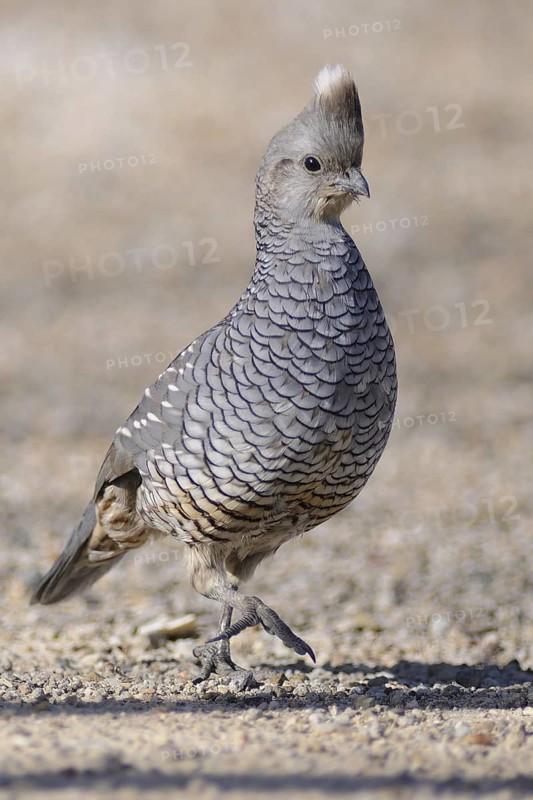 Scaled Quail (Callipepla squamata), Texas, USA