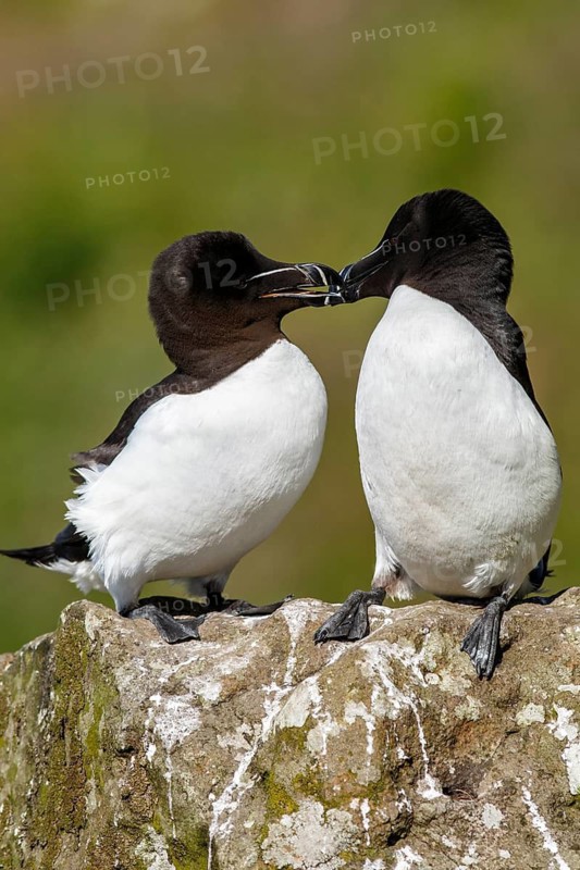 Razorbill (Alca torda), couple on cliff, Scotland, United Kingdom