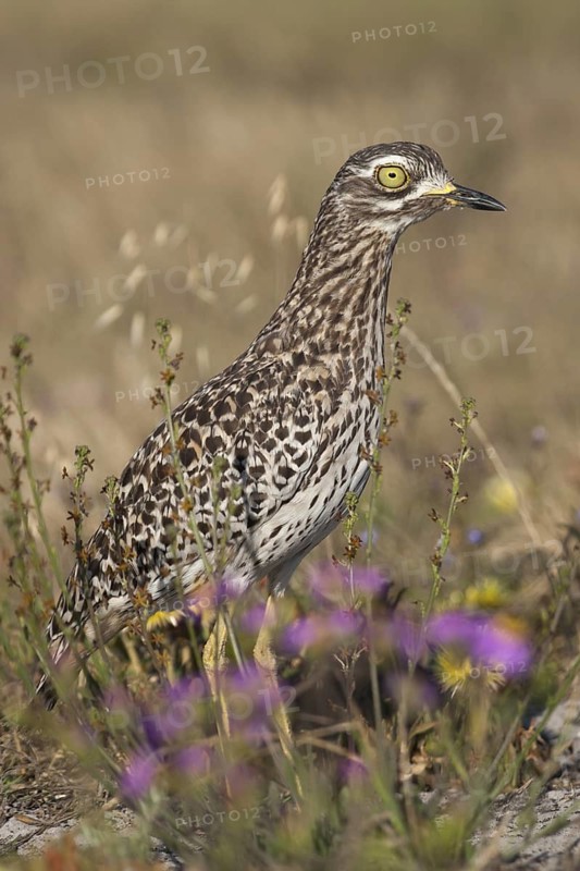 Kaptriel (Burhinus capensis), South Africa