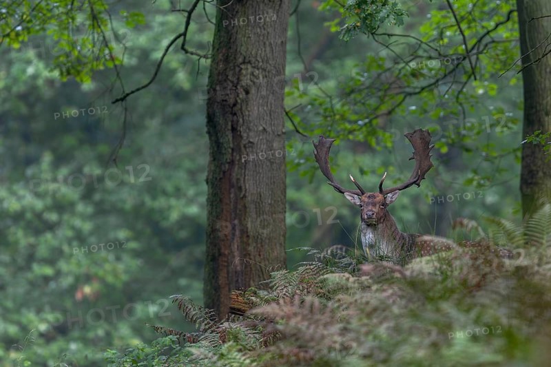 The fallow deer (Dama dama) peers suspiciously from a hill, autumn, rut, fallow deer rut, October, Germany