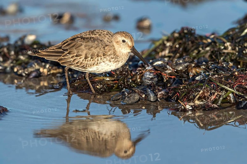 Dunlin (Calidris alpina) foraging on shoreline, Mecklenburg-Western Pomerania, Germany