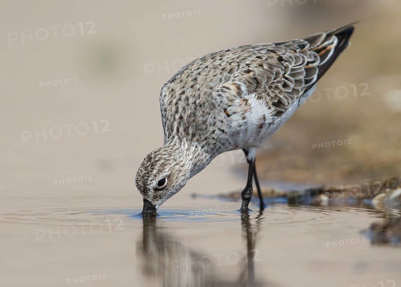 Curlew Sandpiper (Calidris ferruginea) foraging, Bulgarien