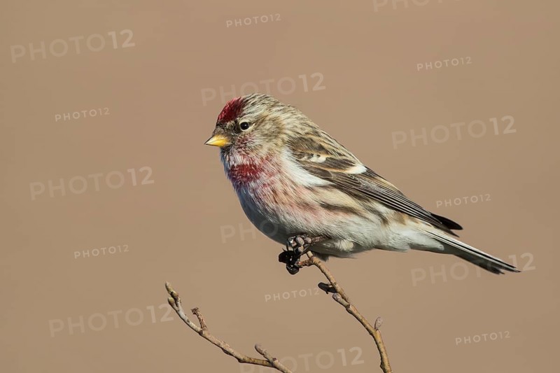 Common Redpoll (Acanthis flammea) perched on a branch, Netherlands