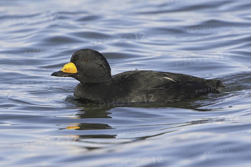 Black Scoter (Melanitta americana), British Columbia, Canada