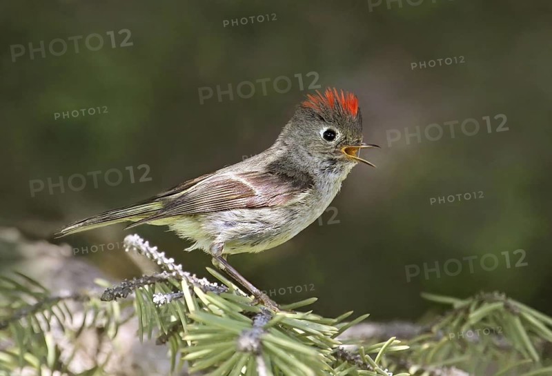 Ruby-crowned Kinglet (Regulus calendula) singing, Saskatchewan, Canada
