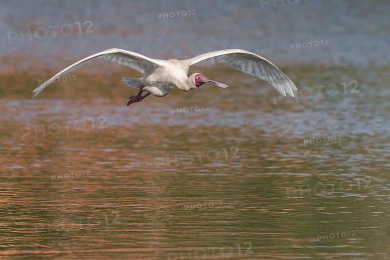 African Spoonbill (Platalea alba) flying, Western Cape, South Africa