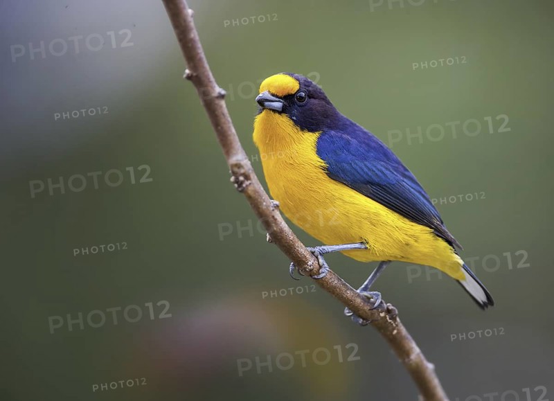 Violaceous Euphonia (Euphonia violacea) male, Atlantic rainforest, Brazil