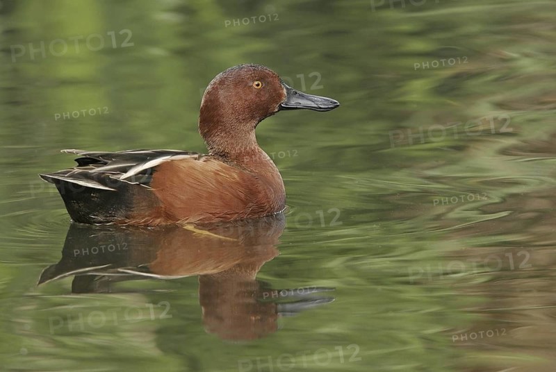 Cinnamon Teal (Spatula cyanoptera) male, California, USA