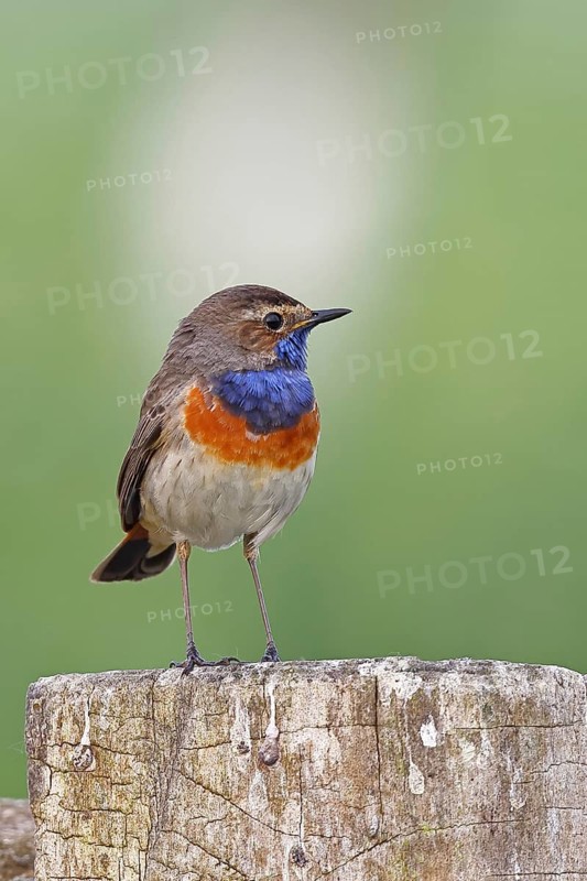 Bluethroat (Luscinia svecica cyanecula), male, on a pasture fence post, wildlife, Lembruch, Ochsen Moor, Dümmer nature park Park, Lower Saxony, Germany