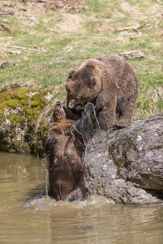 Two adult eurasian brown bears (Ursus arctos arctos), one male and one female, play fighting in a pond in late light