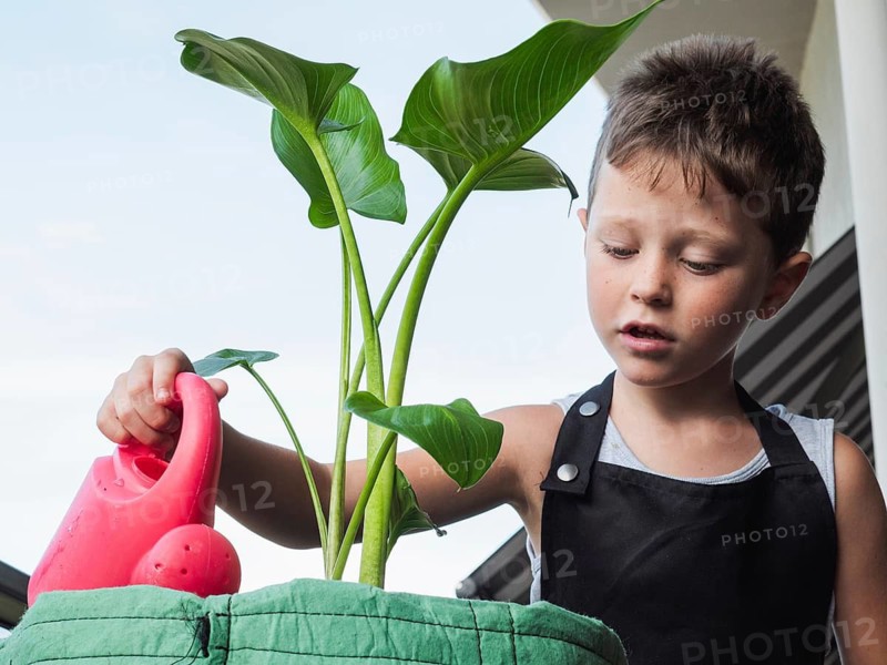 A young boy is attentively watering a lush green plant with a bright pink watering can. He is wearing a gray apron over a casual tank top, demonstrating a moment of responsibility and tenderness in gardening