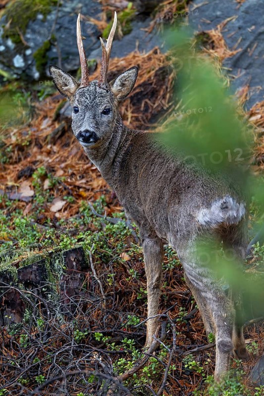 A strong Swedish roebuck (Capreolus capreolus) on an island near the coast, October, Sweden