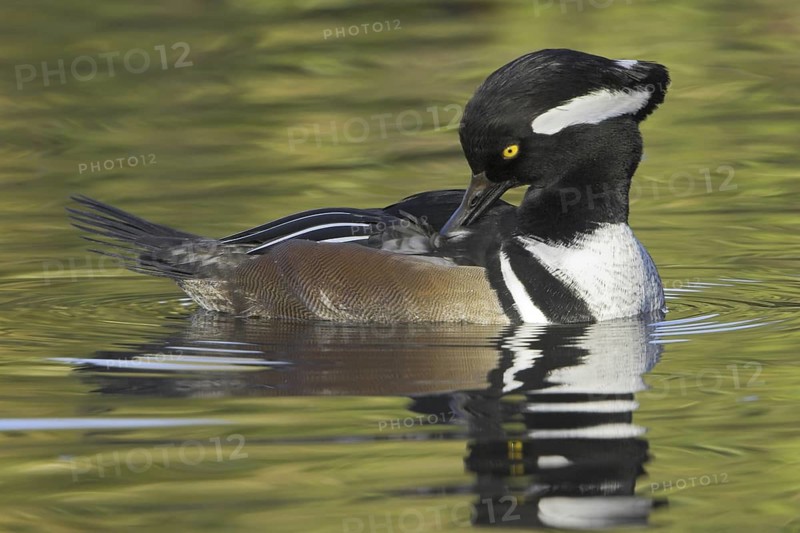Hooded Merganser (Lophodytes cucullatus) male, British Columbia, Canada