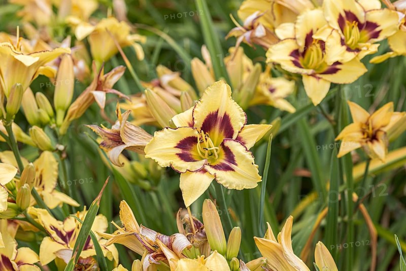 Daylily (Hemerocallis 'El Desperado'),  Czech Republic