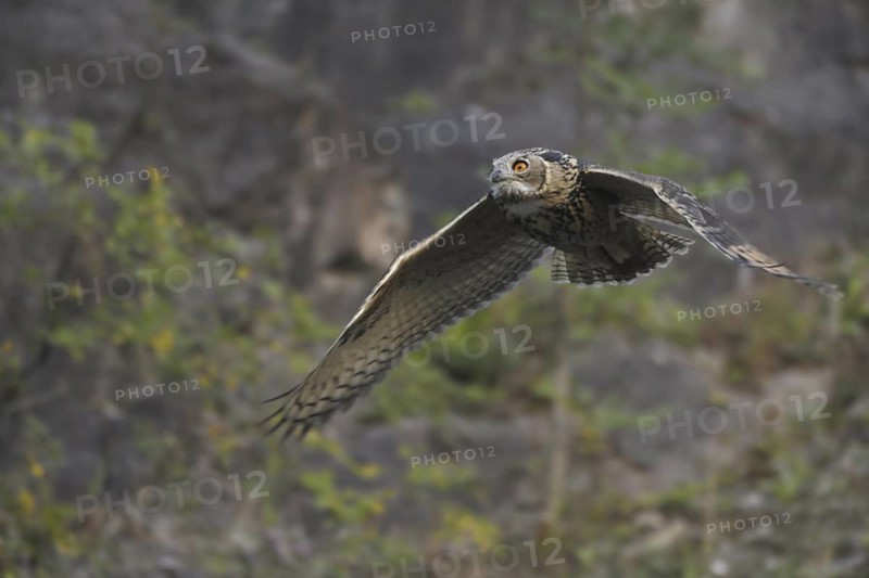 Eurasian Eagle-Owl (Bubo bubo) flying, North Rhine-Westphalia, Germany