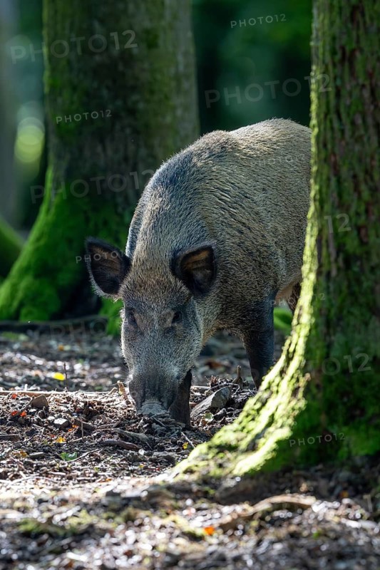 Wild boar (Sus scrofa), boar, Vulkaneifel, Rhineland-Palatinate, Germany