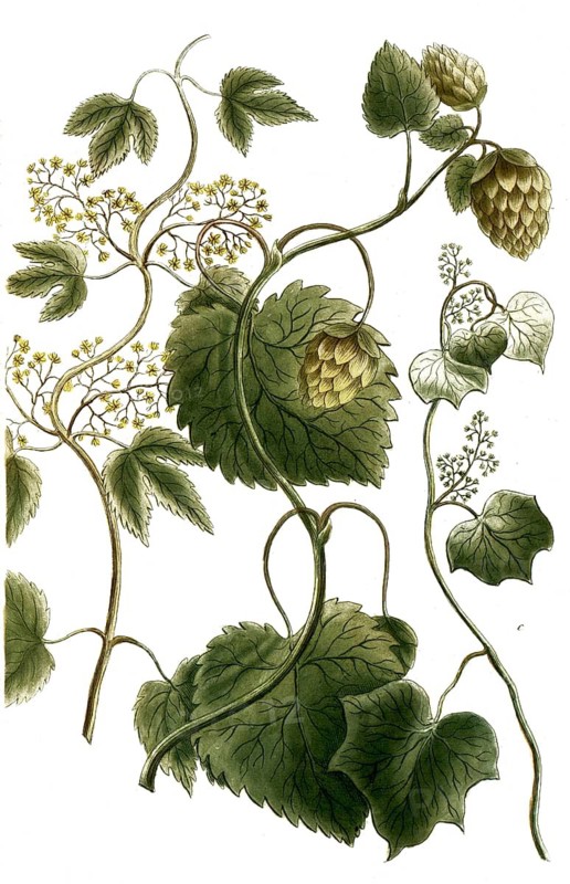 Botany, plants, a. Lupulus foemina, wild hops, b. Lupulus mas, hops, c. Lupulus mechiocanus
