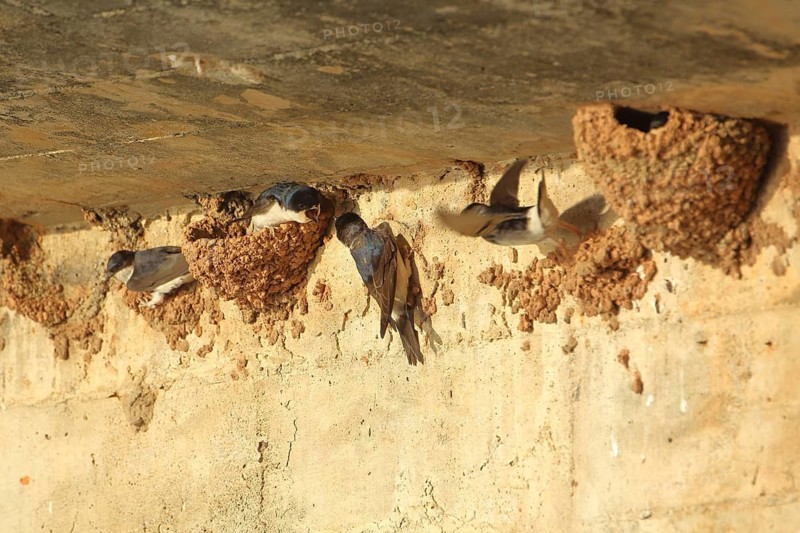 Breeding colony and nests of cliff swallows (Hirundo rupestris), wall, Monfragüe, Extremadura, Spain